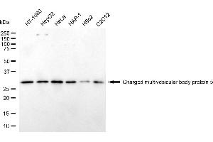 anti-Charged Multivesicular Body Protein 5 (CHMP5) antibody
