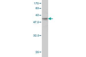 Western Blot detection against Immunogen (49. (HMGB1 抗体  (AA 1-215))