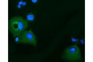Immunofluorescence (IF) image for anti-Kelch-Like 2, Mayven (KLHL2) (AA 1-100), (AA 494-593) antibody (ABIN1490546) (KLHL2 抗体  (AA 1-100, AA 494-593))