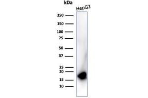 Western blot analysis of HepG2 cell lysate using P16 Recombinant Mouse Monoclonal Antibody (rCDKN2A/4845). (Recombinant CDKN2A 抗体)