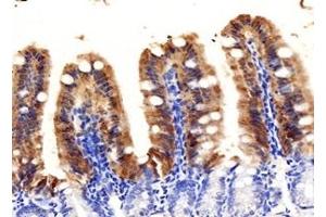 Immunohistochemistry analysis of paraffin-embedded mouse ileum using,FABP6 (ABIN7073921) at dilution of 1: 1000 (FABP6 抗体)