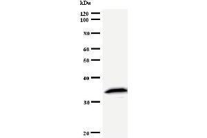 Western Blotting (WB) image for anti-Tyrosyl-tRNA Synthetase (Yars) antibody (ABIN933090) (YARS 抗体)