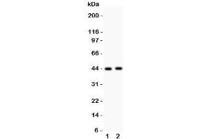 Western blot testing of E2F4 antibody and Lane 1:  rat lung;  2: human SMMC-7721 lysate. (E2F4 抗体  (Middle Region))