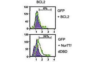 Analysis of BCL2 domain exposure in HEK293 cells transfected with a plasmid coding for a DNA-binding domain-deleted construct of Nur77 (GFP-Nur77/dDBD) using BCL2 polyclonal antibody  in flow cytometry. (Bcl-2 抗体)