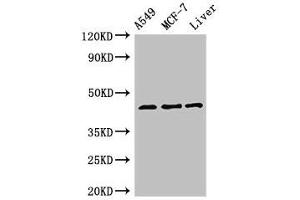 Western Blot Positive WB detected in: A549 whole cell lysate, MCF-7 whole cell lysate, Rat liver tissue All lanes: FMOD antibody at 3 μg/mL Secondary Goat polyclonal to rabbit IgG at 1/50000 dilution Predicted band size: 44 kDa Observed band size: 44 kDa (Fibromodulin 抗体  (AA 18-89))