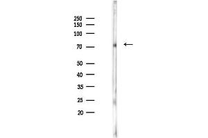 Western blot analysis of lysates from Rat liver, using Phospho-beta Catenin (Thr41/Ser45) Antibody at 1/1000 dilution.