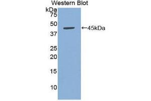 Western Blotting (WB) image for anti-Tumor Necrosis Factor (Ligand) Superfamily, Member 13b (TNFSF13B) (AA 7-128) antibody (ABIN3208909) (BAFF 抗体  (AA 7-128))