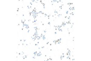 Immunocytochemistry (ICC) image for anti-Twist Homolog 1 (Drosophila) (TWIST1) (AA 1-50) antibody (ABIN7453340)