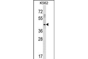 DOC2A Antibody (Center) (ABIN656766 and ABIN2845987) western blot analysis in K562 cell line lysates (35 μg/lane). (DOC2A 抗体  (AA 277-306))