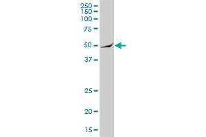 ARHGAP25 MaxPab polyclonal antibody. (ARHGAP25 抗体  (AA 1-458))