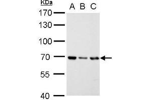 RecQ Protein-Like (DNA Helicase Q1-Like) (RECQL) (N-Term) antibody
