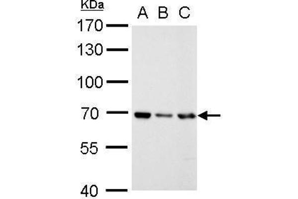 RecQ Protein-Like (DNA Helicase Q1-Like) (RECQL) (N-Term) antibody