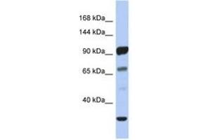 Image no. 1 for anti-Protocadherin alpha 10 (PCDHA10) (AA 143-192) antibody (ABIN6743523) (PCDHA10 抗体  (AA 143-192))