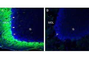Expression of TMEM66 in mouse cerebellum - Immunohistochemical staining of perfusion-fixed frozen mouse brain sections with Anti-TMEM66 Antibody (ABIN7043863, ABIN7044034 and ABIN7044035), (1:200), followed by goat anti-rabbit-AlexaFluor-488. (TMEM66 抗体  (Intracellular, Lumenal Region))