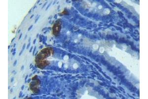 Detection of ANG in Mouse Intestine Tissue using Polyclonal Antibody to Angiogenin (ANG) (ANG 抗体)