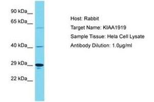 Image no. 1 for anti-KIAA1919 (KIAA1919) (AA 186-235) antibody (ABIN6750573) (KIAA1919 抗体  (AA 186-235))