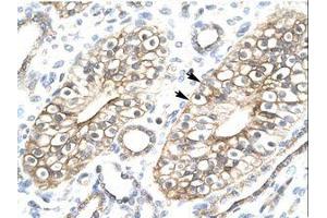 Image no. 1 for anti-MYST/Esa1-Associated Factor 6 (MEAF6) (N-Term) antibody (ABIN6736265) (MEAF6 抗体  (N-Term))