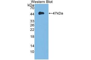 Western blot analysis of the recombinant protein. (FGF10 抗体  (AA 37-215))