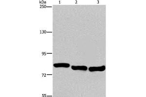 Western Blot analysis of A549, Hela and K562 cell using GAB2 Polyclonal Antibody at dilution of 1:300 (GAB2 抗体)