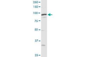 MCM4 MaxPab rabbit polyclonal antibody. (MCM4 抗体  (AA 1-863))