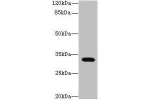Western blot All lanes: LIX1 antibody at 0. (LIX1 抗体  (AA 1-282))