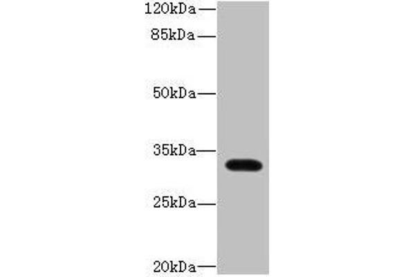 LIX1 抗体  (AA 1-282)