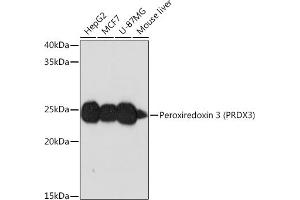 Western blot analysis of extracts of various cell lines, using Peroxiredoxin 3 (PRDX3) (PRDX3) Rabbit mAb (ABIN7269237) at 1:1000 dilution. (Peroxiredoxin 3 抗体)