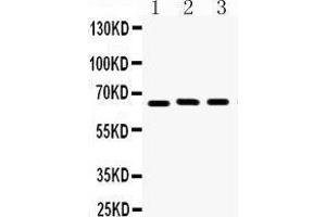Western Blotting (WB) image for anti-Lamin B1 (LMNB1) (AA 266-583) antibody (ABIN3042505) (Lamin B1 抗体  (AA 266-583))