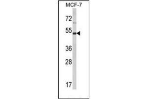 Western blot analysis of LUC7L2 Antibody (C-term) in MCF-7 cell line lysates (35ug/lane). (LUC7L2 抗体  (C-Term))