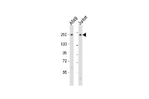 Western Blotting (WB) image for anti-Collagen, Type XI, alpha 1 (COL11A1) (AA 41-75) antibody (ABIN6242271)