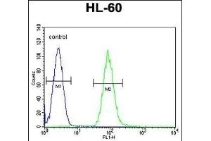 D Antibody (C-term) (ABIN655179 and ABIN2844796) flow cytometric analysis of HL-60 cells (right histogram) compared to a negative control cell (left histogram). (DPP3 抗体  (C-Term))