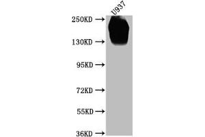 Western Blot (CD45 抗体  (AA 24-575))