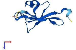 CKS2 Protein (AA 1-79) (Fc Tag)