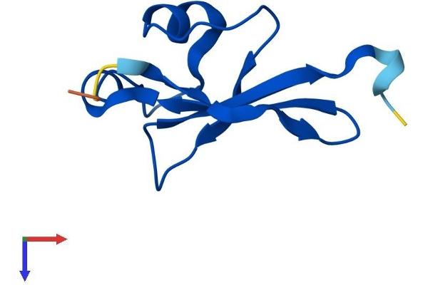 CKS2 Protein (AA 1-79) (Fc Tag)