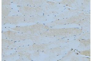ABIN6276403 at 1/100 staining Mouse muscle tissue by IHC-P. (SOCS3 抗体  (C-Term))