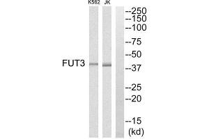 Western Blotting (WB) image for anti-Fucosyltransferase 3 (Galactoside 3(4)-L-Fucosyltransferase, Lewis Blood Group) (FUT3) (Internal Region) antibody (ABIN1851348) (FUT3 抗体  (Internal Region))