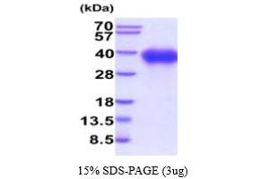 SDS-PAGE (SDS) image for Signaling Lymphocytic Activation Molecule Family Member 1 (SLAMF1) (AA 21-237) protein (His tag) (ABIN5777984) (SLAMF1 Protein (AA 21-237) (His tag))