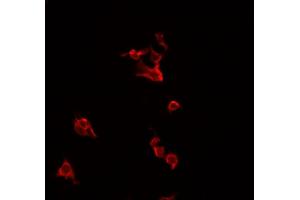 ABIN6266708 staining HeLa cells by IF/ICC. (TNFSF14 抗体  (Internal Region))