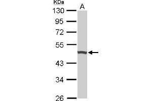 WB Image Sample (50 ug of whole cell lysate) A: Mouse brain 10% SDS PAGE antibody diluted at 1:1000 (UQCRC1 抗体)