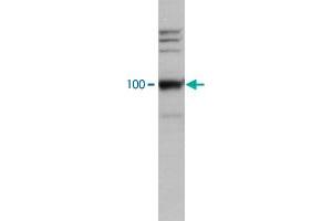 HeLa cell lysate was analysed by Western blot using LEO1 polyclonal antibody , used at dilution 1 : 2000. (LEO1 抗体)