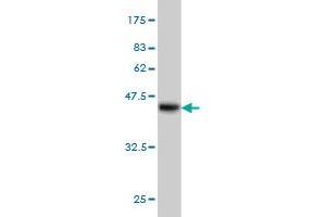 Western Blotting (WB) image for anti-14-3-3 gamma (YWHAG1) (AA 70-169) antibody (ABIN563406)