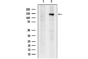 Western blot analysis of lysates from PC12, using S - C-terminal.