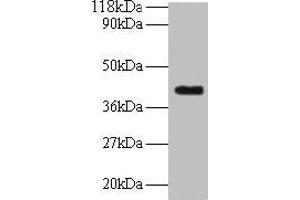 Western blot All lanes: ELAVL2 antibody at 2 μg/mL + Mouse brain tissue Secondary Goat polyclonal to rabbit IgG at 1/10000 dilution Predicted band size: 40, 39 kDa Observed band size: 40 kDa (ELAVL2 抗体  (AA 4-356))