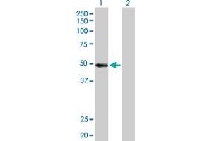Western Blot analysis of MYST1 expression in transfected 293T cell line by MYST1 MaxPab polyclonal antibody. (MYST1 抗体  (AA 1-467))