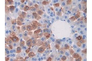 Detection of CAPN1 in Mouse Liver Tissue using Polyclonal Antibody to Calpain 1 (CAPN1) (CAPN1 抗体  (AA 387-694))