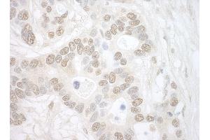 anti-Importin 4 (IPO4) (AA 900-950) antibody
