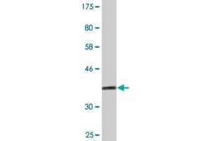 Western Blot detection against Immunogen (36. (NID2 抗体  (AA 1276-1375))