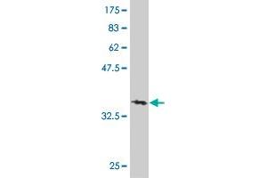 Western Blot detection against Immunogen (36. (DND1 抗体  (AA 167-260))
