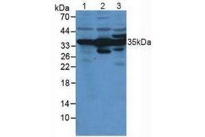 Rabbit Detection antibody from the kit in WB with Positive Control: Human liver lysate. (Annexin IV ELISA 试剂盒)