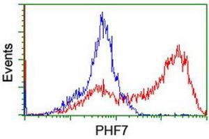 Image no. 2 for anti-PHD Finger Protein 7 (PHF7) (AA 155-381) antibody (ABIN1490977) (PHF7 抗体  (AA 155-381))